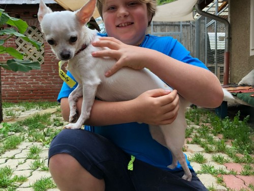 Vorschaubild 82 vom Album Die Hunde