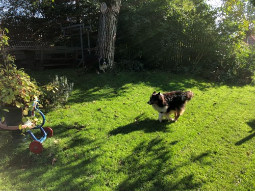 Vorschaubild 83 vom Album Die Hunde