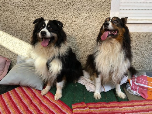 Vorschaubild 85 vom Album Die Hunde