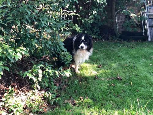 Vorschaubild 86 vom Album Die Hunde