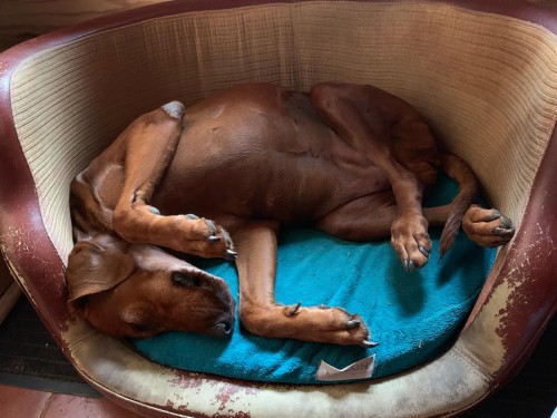 Vorschaubild 87 vom Album Die Hunde