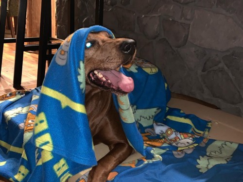 Vorschaubild 88 vom Album Die Hunde