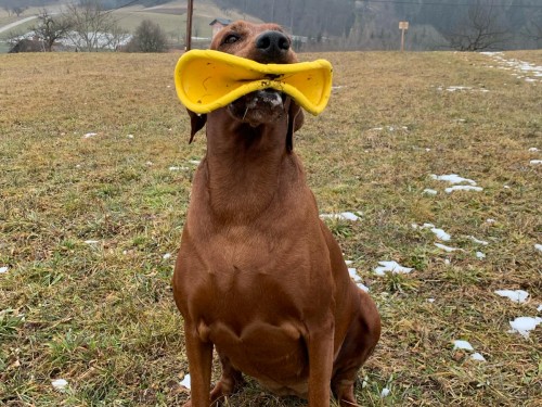 Vorschaubild 89 vom Album Die Hunde