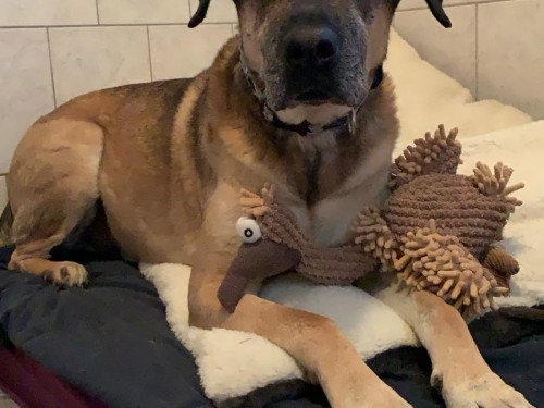 Vorschaubild 91 vom Album Die Hunde