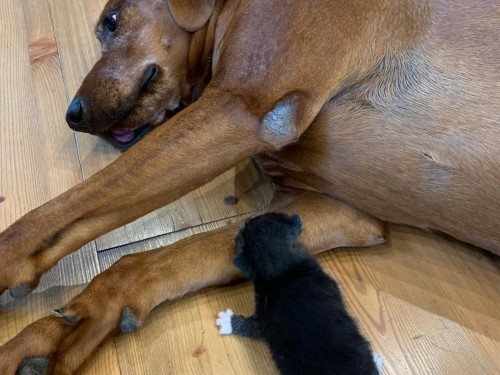 Vorschaubild 92 vom Album Die Hunde