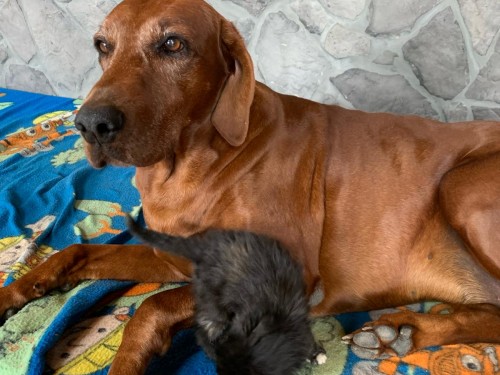 Vorschaubild 93 vom Album Die Hunde