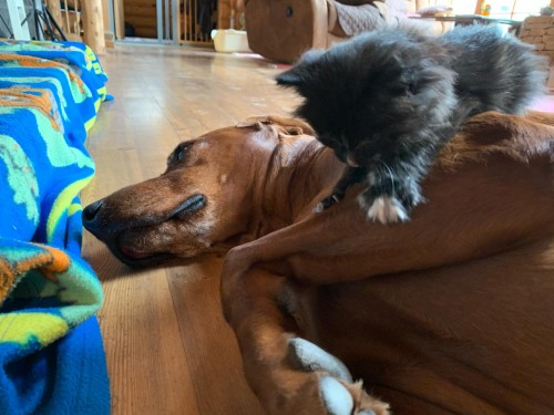 Vorschaubild 94 vom Album Die Hunde