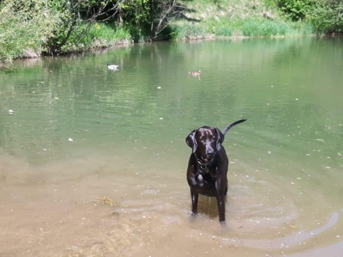Vorschaubild 95 vom Album Die Hunde