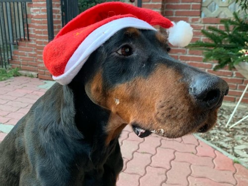 Vorschaubild 96 vom Album Die Hunde