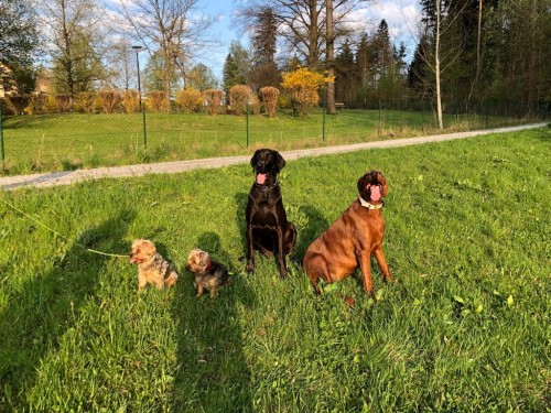 Vorschaubild 97 vom Album Die Hunde