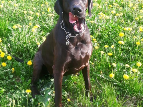 Vorschaubild 98 vom Album Die Hunde