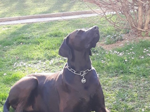 Vorschaubild 99 vom Album Die Hunde