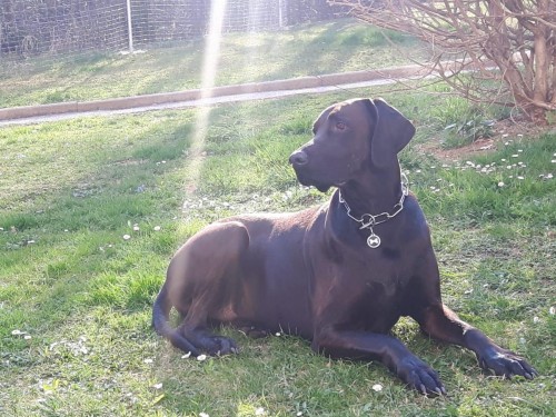 Vorschaubild 100 vom Album Die Hunde