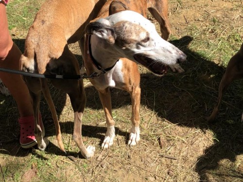 Vorschaubild 101 vom Album Die Hunde