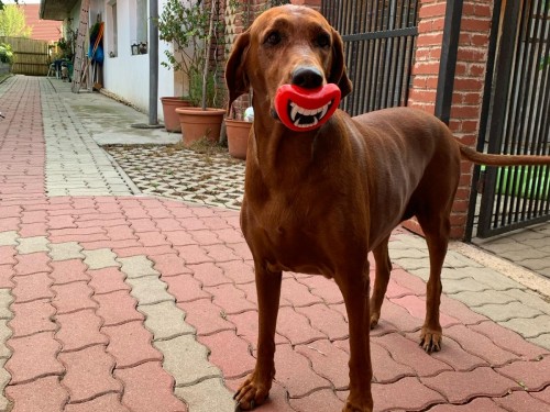 Vorschaubild 102 vom Album Die Hunde