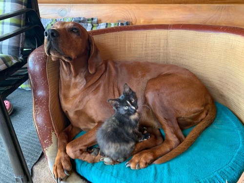 Vorschaubild 103 vom Album Die Hunde