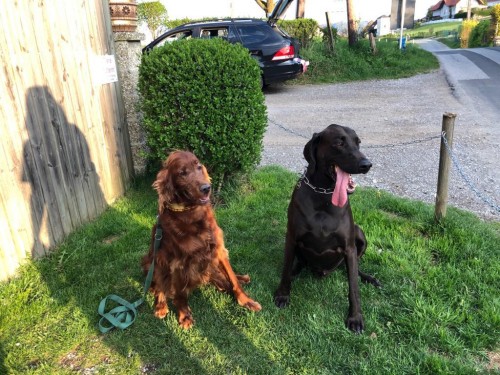 Vorschaubild 104 vom Album Die Hunde