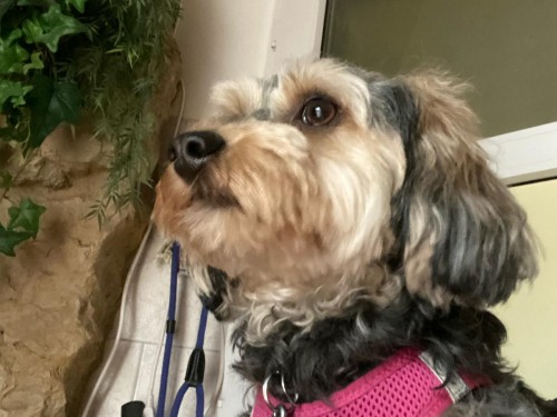 Vorschaubild 105 vom Album Die Hunde