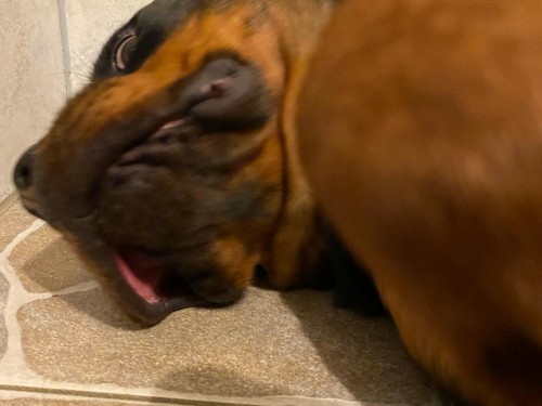 Vorschaubild 106 vom Album Die Hunde