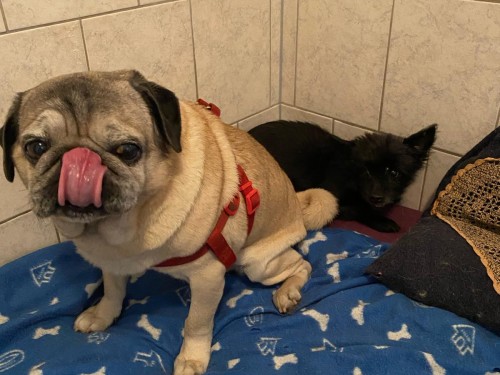 Vorschaubild 108 vom Album Die Hunde