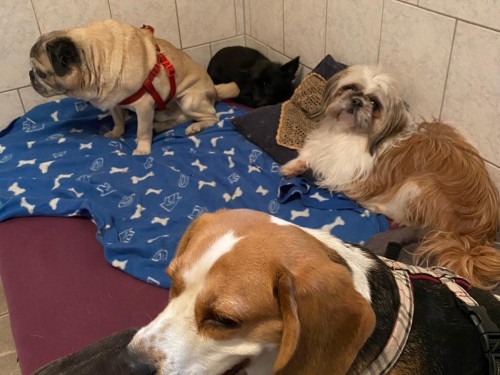 Vorschaubild 109 vom Album Die Hunde