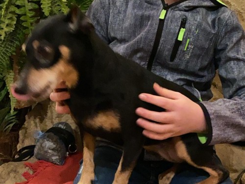 Vorschaubild 110 vom Album Die Hunde