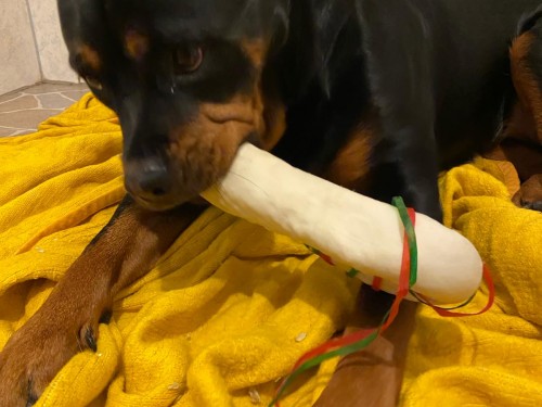 Vorschaubild 111 vom Album Die Hunde