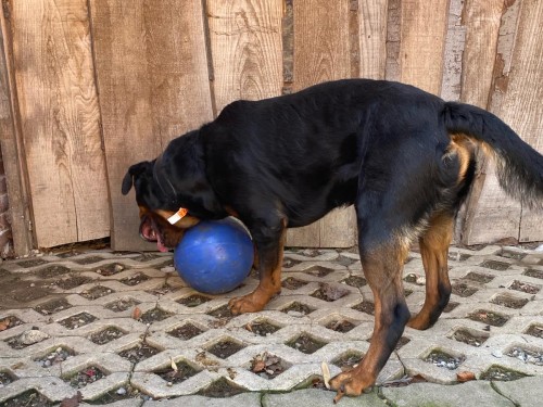 Vorschaubild 112 vom Album Die Hunde