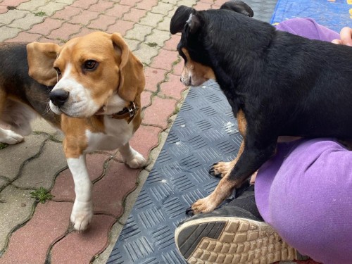 Vorschaubild 113 vom Album Die Hunde