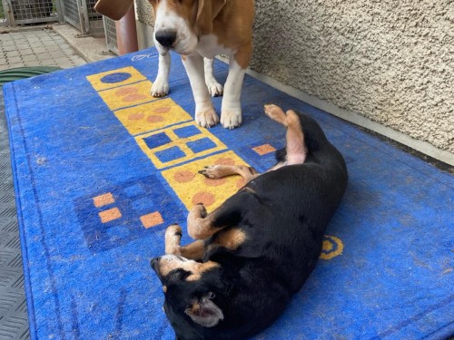 Vorschaubild 114 vom Album Die Hunde