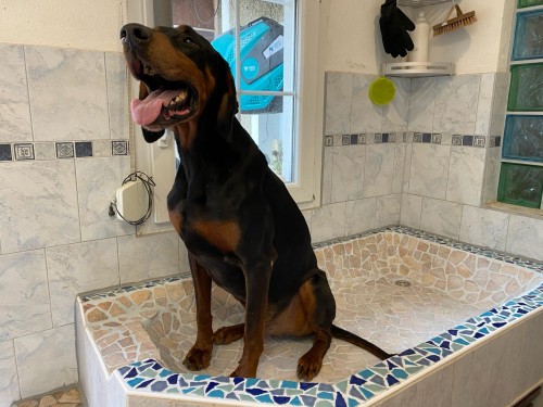 Vorschaubild 115 vom Album Die Hunde