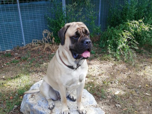 Vorschaubild 116 vom Album Die Hunde