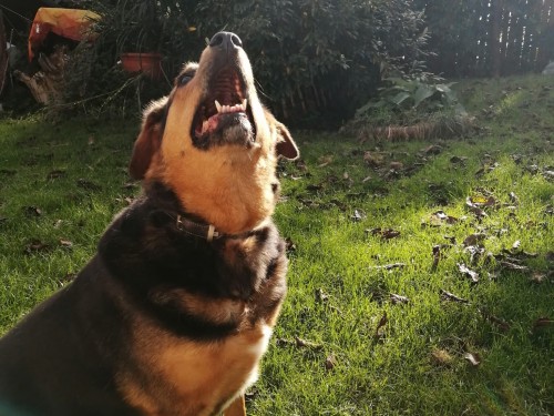 Vorschaubild 117 vom Album Die Hunde