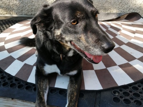 Vorschaubild 118 vom Album Die Hunde