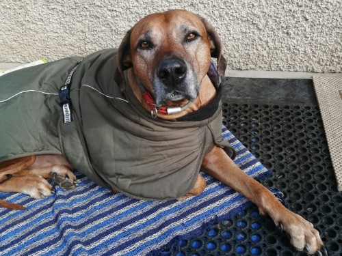 Vorschaubild 119 vom Album Die Hunde