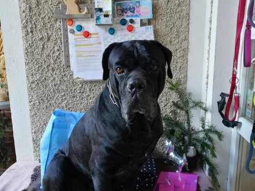 Vorschaubild 120 vom Album Die Hunde