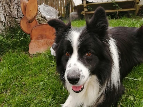 Vorschaubild 121 vom Album Die Hunde