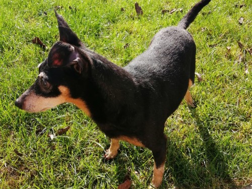 Vorschaubild 122 vom Album Die Hunde