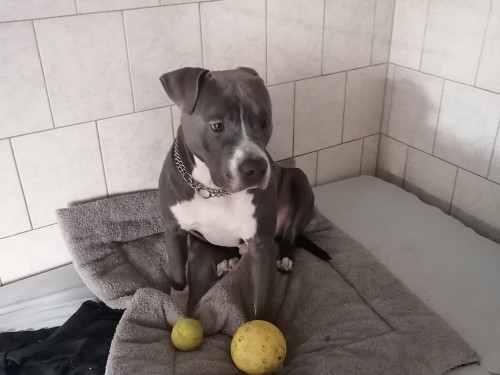 Vorschaubild 123 vom Album Die Hunde