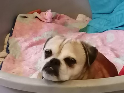 Vorschaubild 124 vom Album Die Hunde