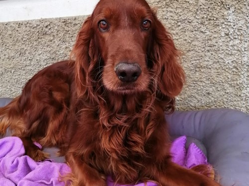 Vorschaubild 125 vom Album Die Hunde