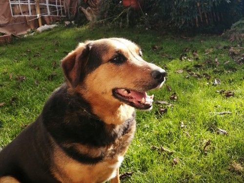 Vorschaubild 126 vom Album Die Hunde