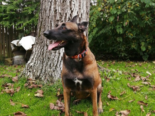 Vorschaubild 127 vom Album Die Hunde