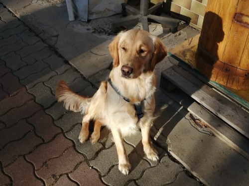 Vorschaubild 128 vom Album Die Hunde