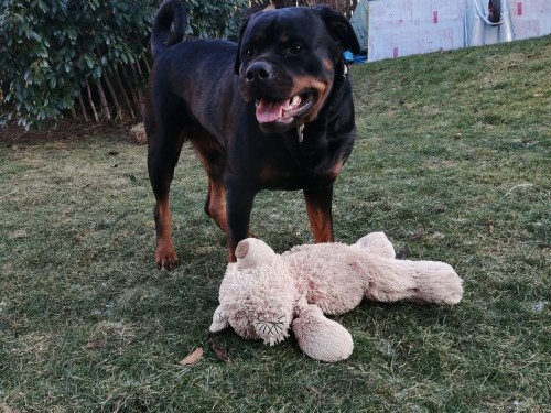 Vorschaubild 129 vom Album Die Hunde