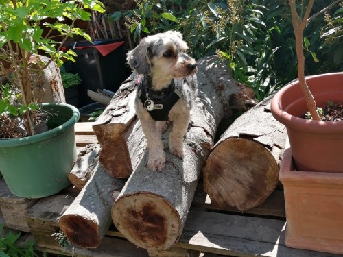 Vorschaubild 130 vom Album Die Hunde