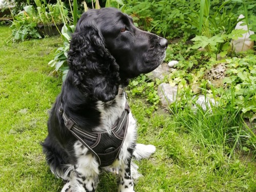 Vorschaubild 131 vom Album Die Hunde