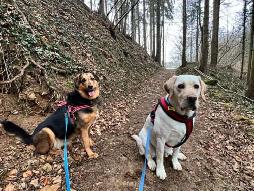 Vorschaubild 132 vom Album Die Hunde