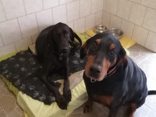 Vorschaubild 133 vom Album Die Hunde