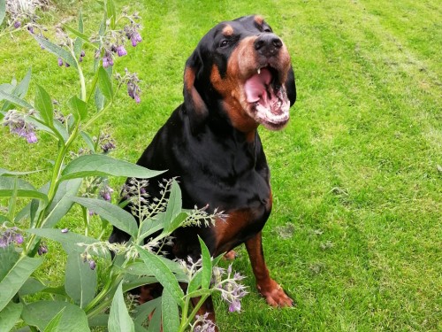 Vorschaubild 134 vom Album Die Hunde